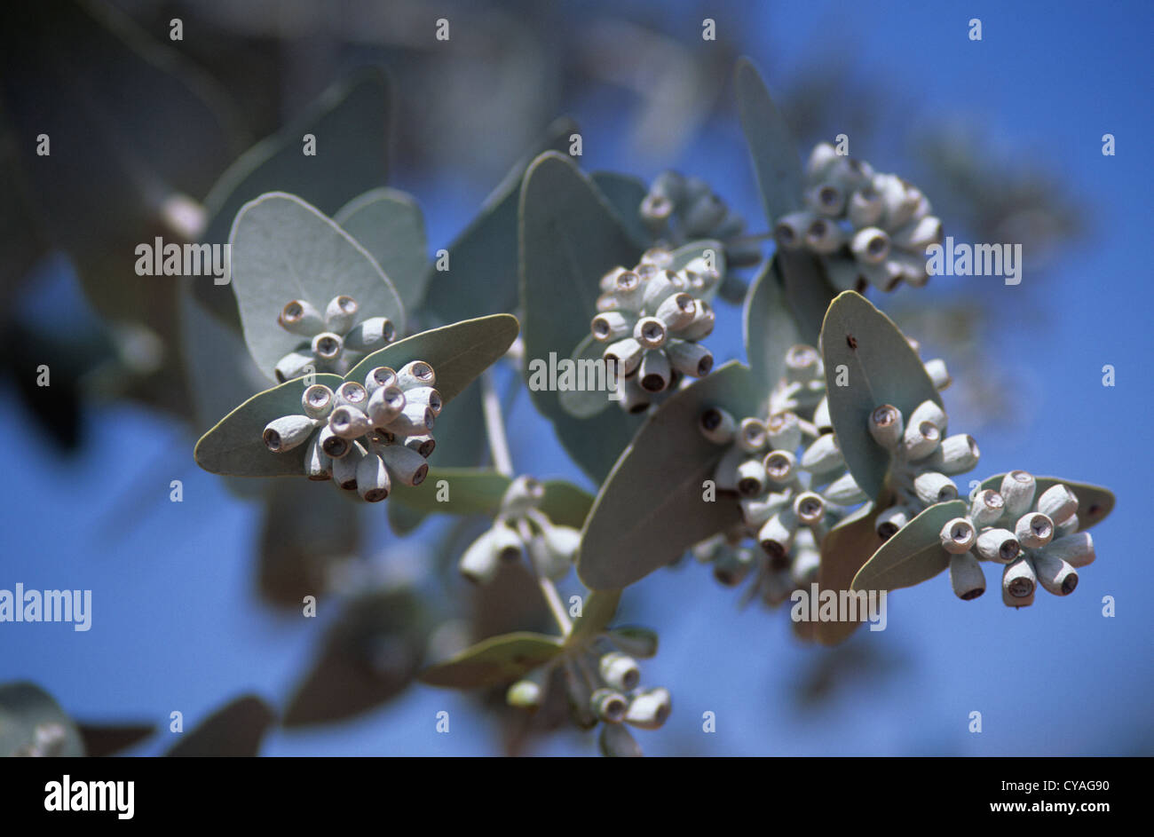 Australia, piante native/Fiori, Foglie di eucalipto e boccioli di fiori recisi, specie non identificati (presi nei pressi di Alice Springs). Foto Stock