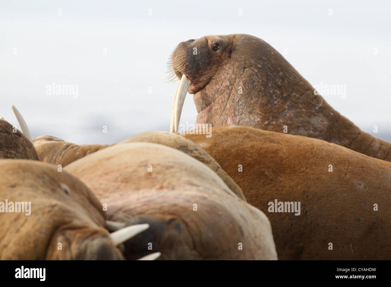 Tricheco (Odobenus rosmarus), isole Svalbard, Mare di Barents, Artic, Norvegia, Europa Foto Stock