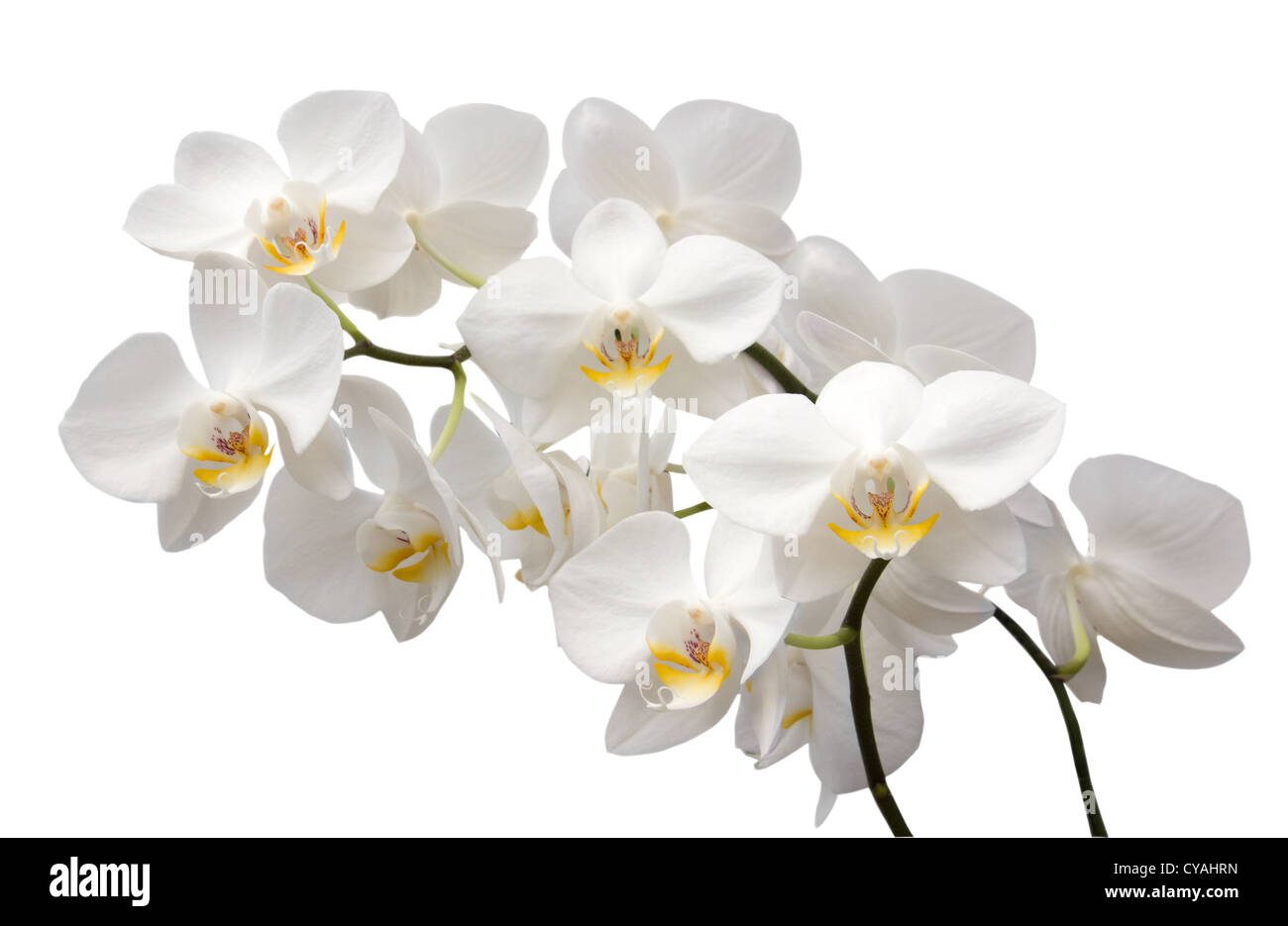 Immagine ravvicinata di bellissimi fiori di orchidea Foto Stock