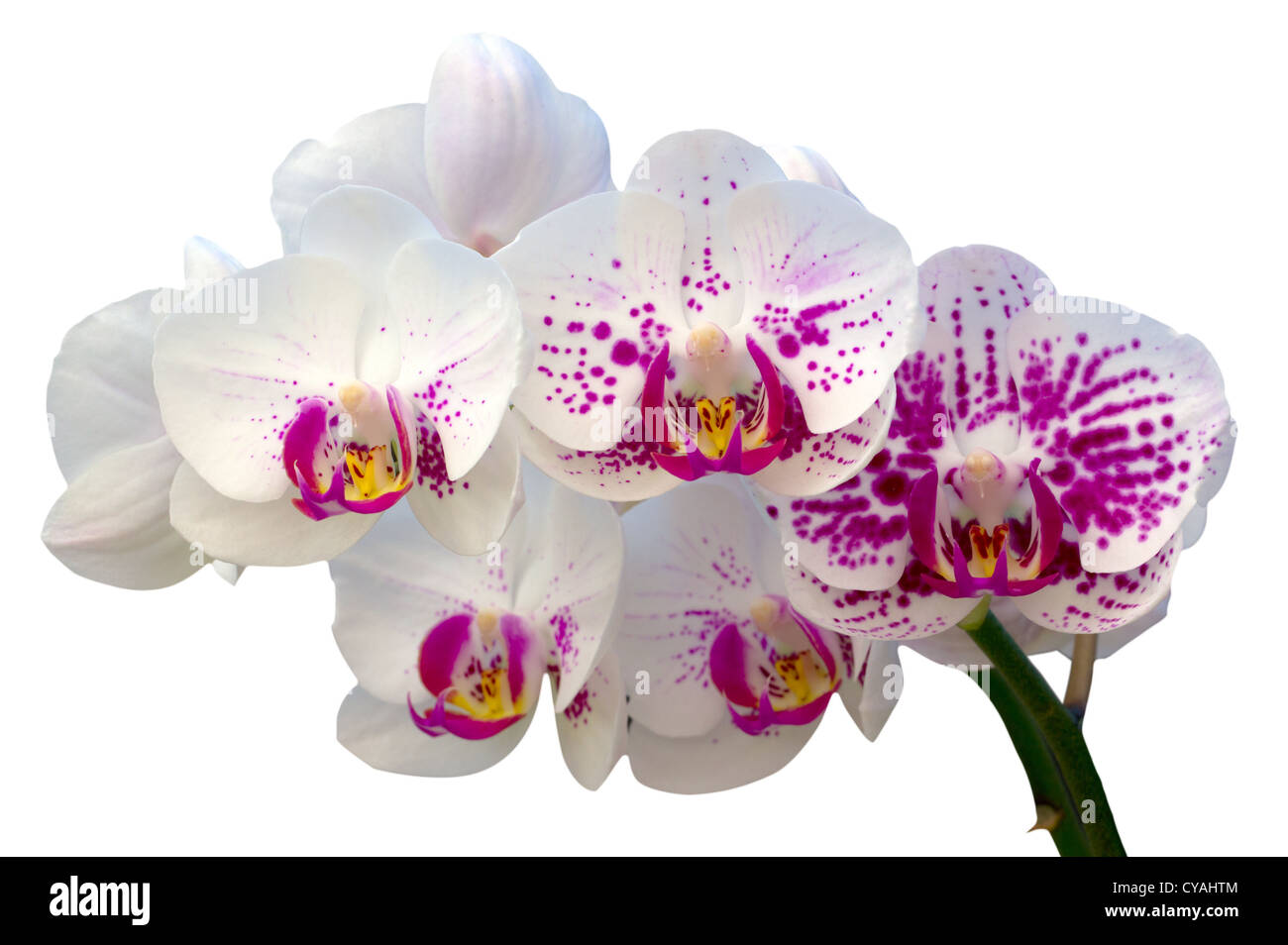 Immagine ravvicinata di bellissimi fiori di orchidea Foto Stock