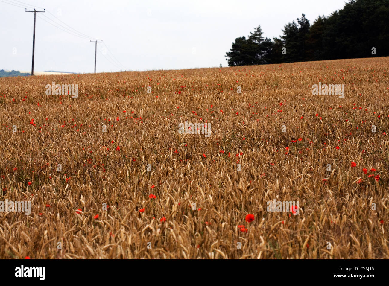 Poppies in un cornfield tra la maturazione grano vicino Pocklington Yorkshire Wolds East Yorkshire Inghilterra Foto Stock