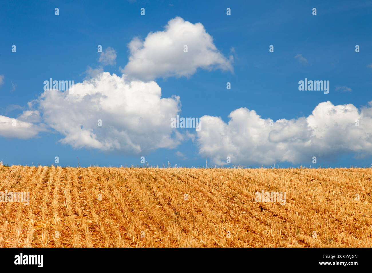 Estate in Provenza. Campo di cereale. Francia Foto Stock
