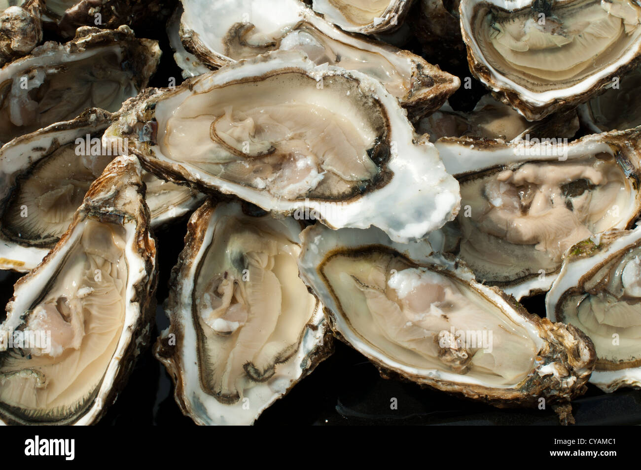Ostriche su un vassoio d'argento close up. Foto Stock
