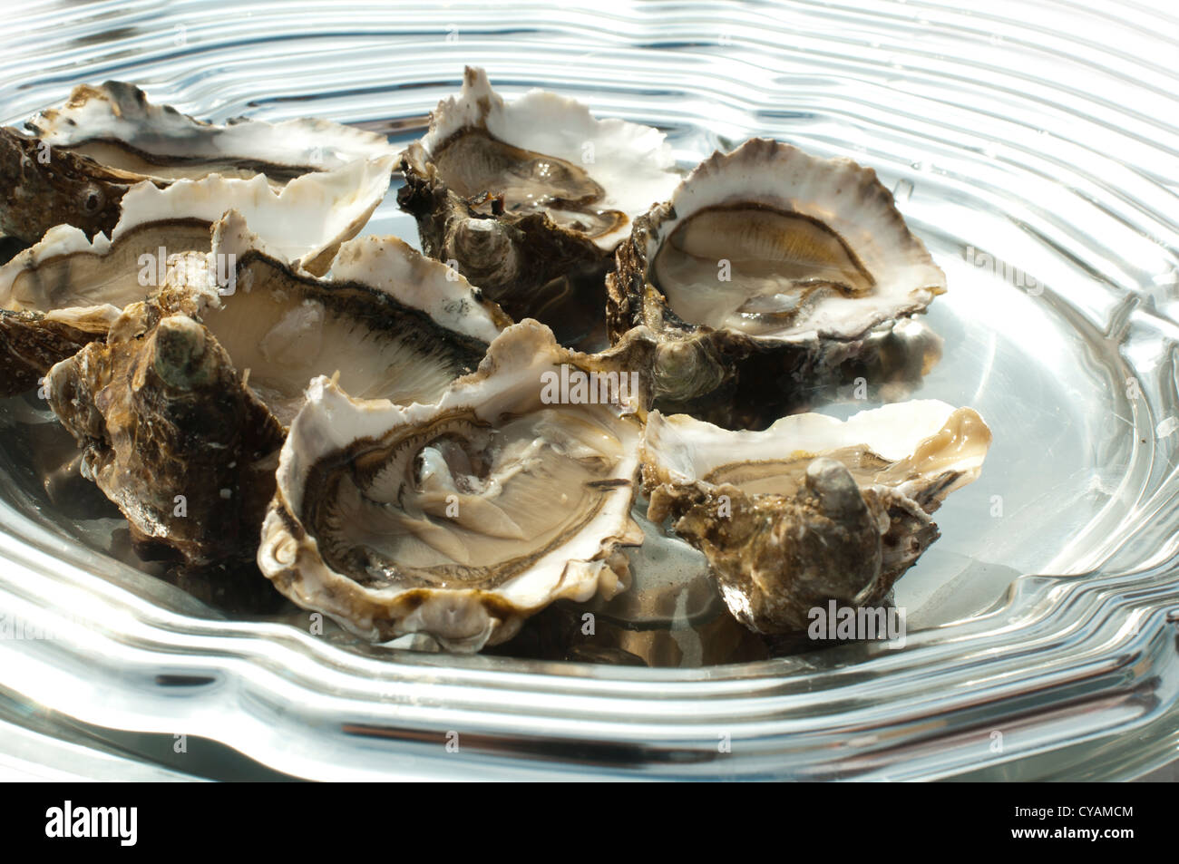 Ostriche su un vassoio d'argento close up. Foto Stock