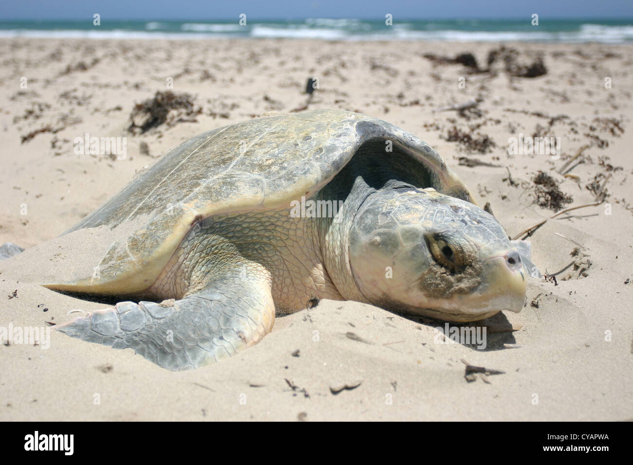 Un Kemp's Ridley sea turtle arriva a terra per nidificare dal Golfo del Messico sul Padre Island National Seashore, Texas. Foto Stock