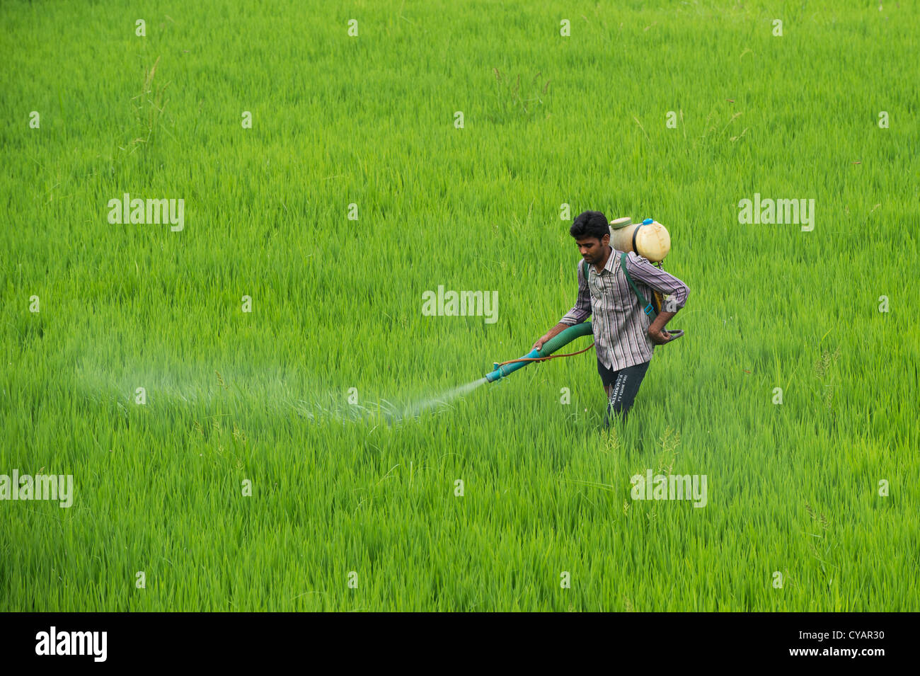 Uomo indiano la spruzzatura di un raccolto di riso con pesticidi. Andhra Pradesh, India Foto Stock