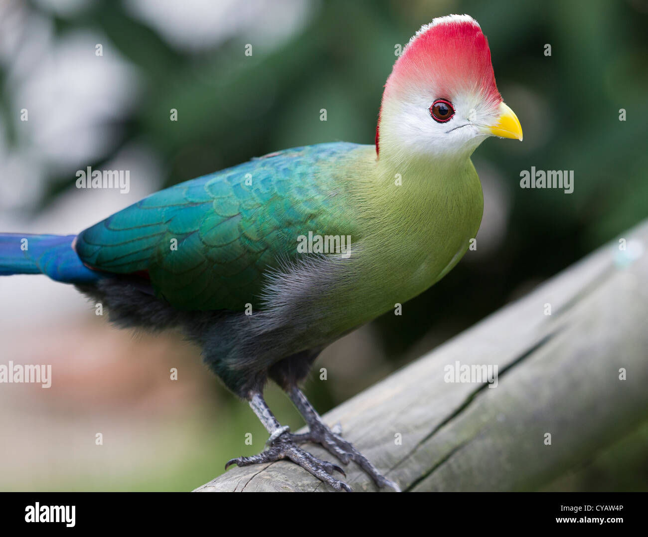 Rosso-crested's Turaco.Tauraco erythrolophus Foto Stock