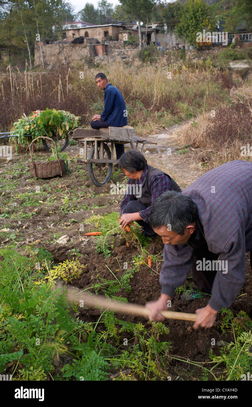 Gli agricoltori cinesi grub per le carote nei campi nelle aree rurali Pingshan, uno dei denominato ufficialmente la contea di povertà in Cina. 23-ott-2012 Foto Stock