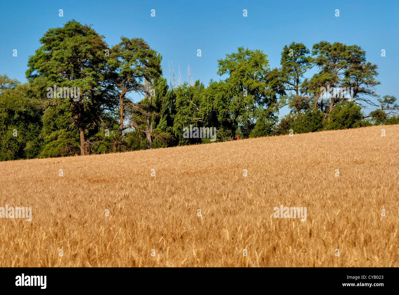 Alberi e cielo blu sopra il Golden grano pronto per la mietitura Foto Stock