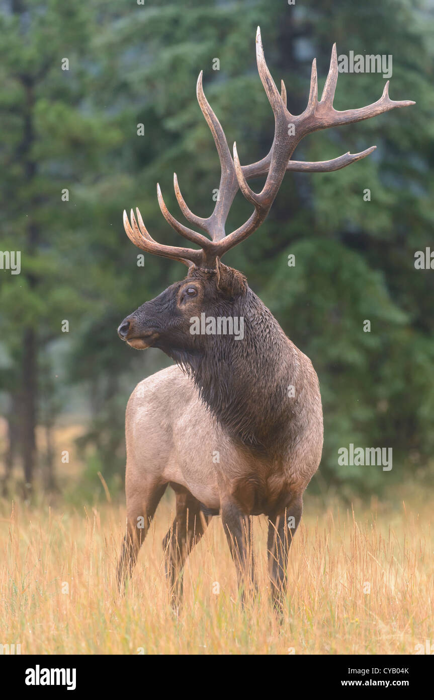 Ritratto di un grande bull elk (Cervus elaphus), Northern Rockies Foto Stock