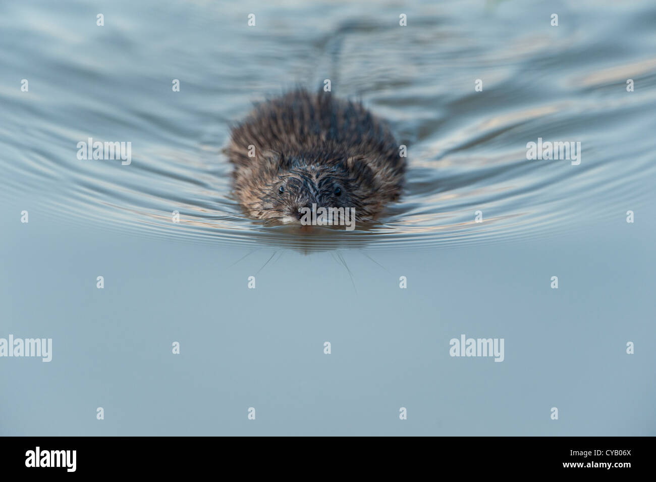 Nuoto Muskrat - Ondatra zibethicus - Western Montana Foto Stock