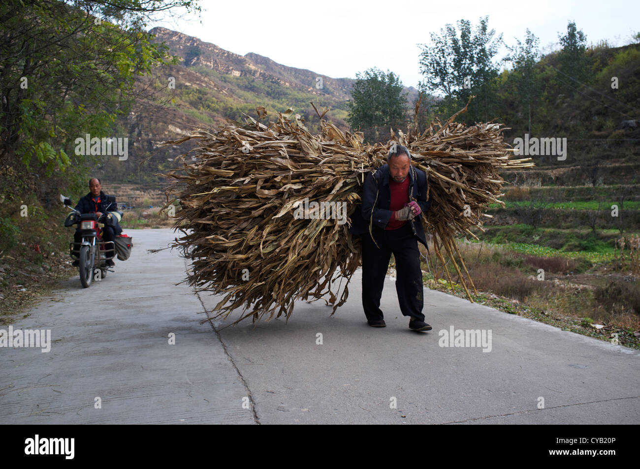 Zhao Shijia, 65 anni, trasporta paglia di mais come combustibile nel villaggio Laofen, Pingdshan county, nella provincia di Hebei (Cina). 23-ott-2012 Foto Stock