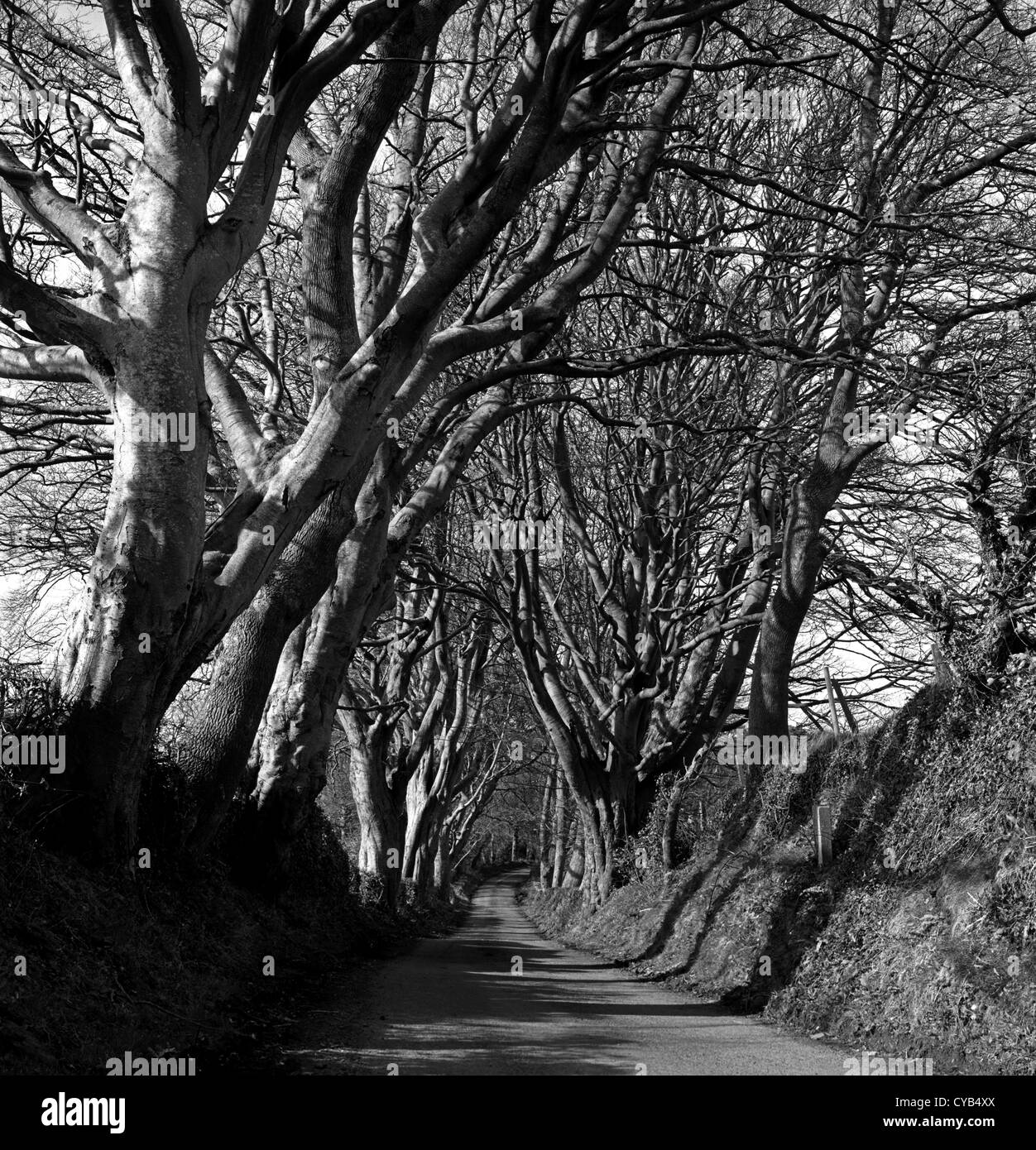 Strada alberata in Co Down, Irlanda del Nord Foto Stock