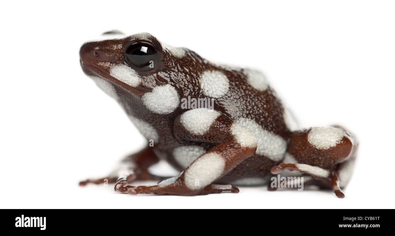 Maranon veleno rana o Rana Venenosa, Ranitomeya mysteriosus, contro uno sfondo bianco Foto Stock