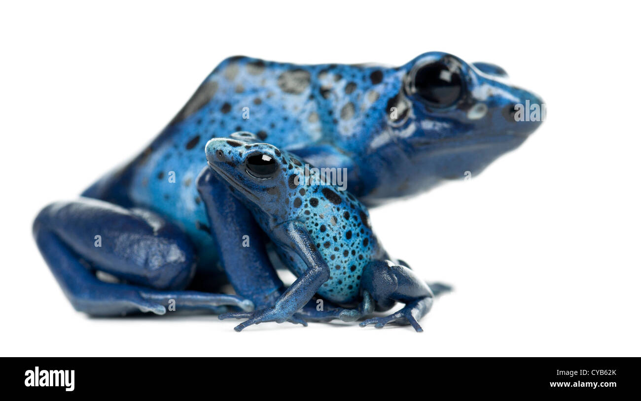 Blu femmina Poison Dart Frog con giovani, Dendrobates azureus, contro uno sfondo bianco Foto Stock