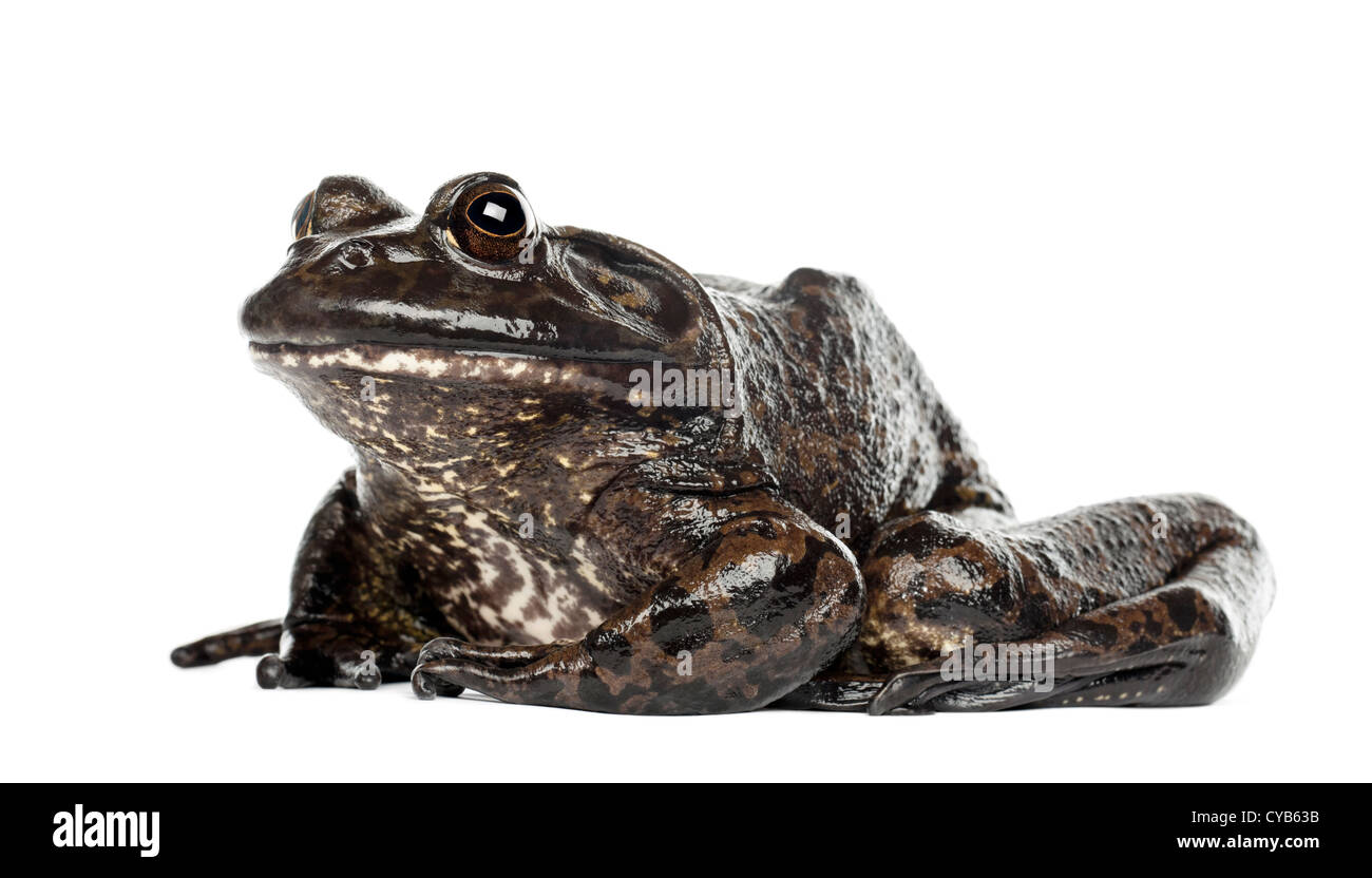 American bullfrog o bullfrog, Rana catesbeiana, contro uno sfondo bianco Foto Stock