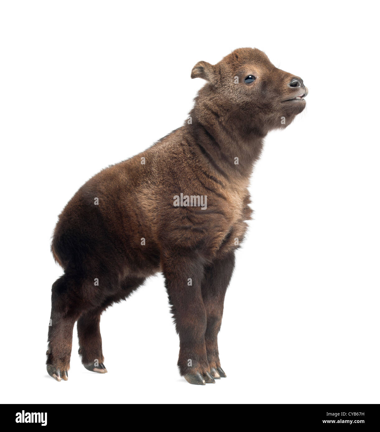 Takin Mishmi, Budorcas taxicolor taxicolor, bestiame o di camoscio o di capra GNU , a 15 giorni, in piedi contro lo sfondo bianco Foto Stock