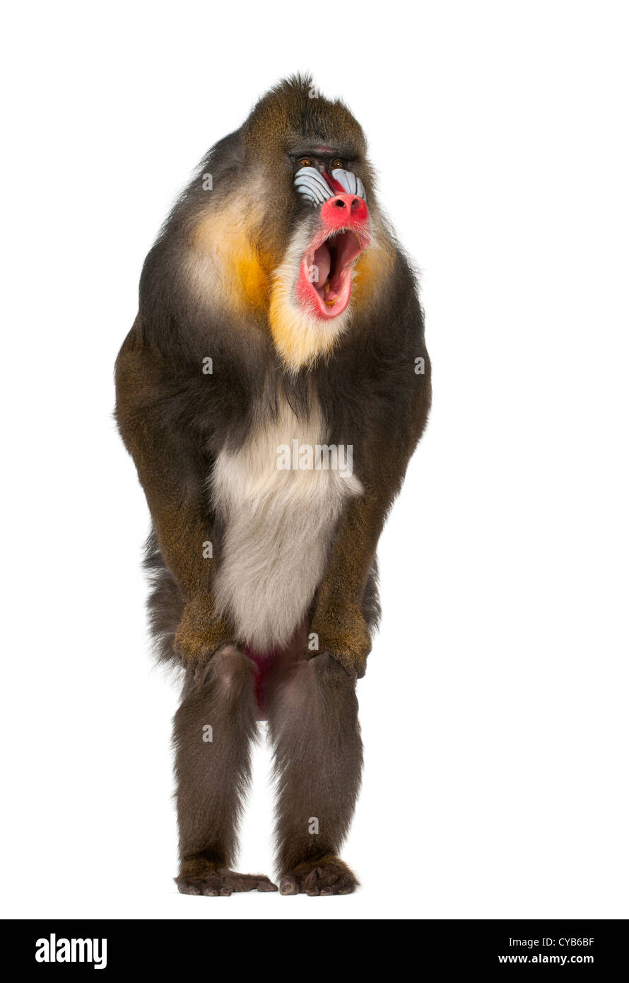 Mandrill, 22 anni, Mandrillus sphinx , in piedi e gridare contro uno sfondo bianco Foto Stock