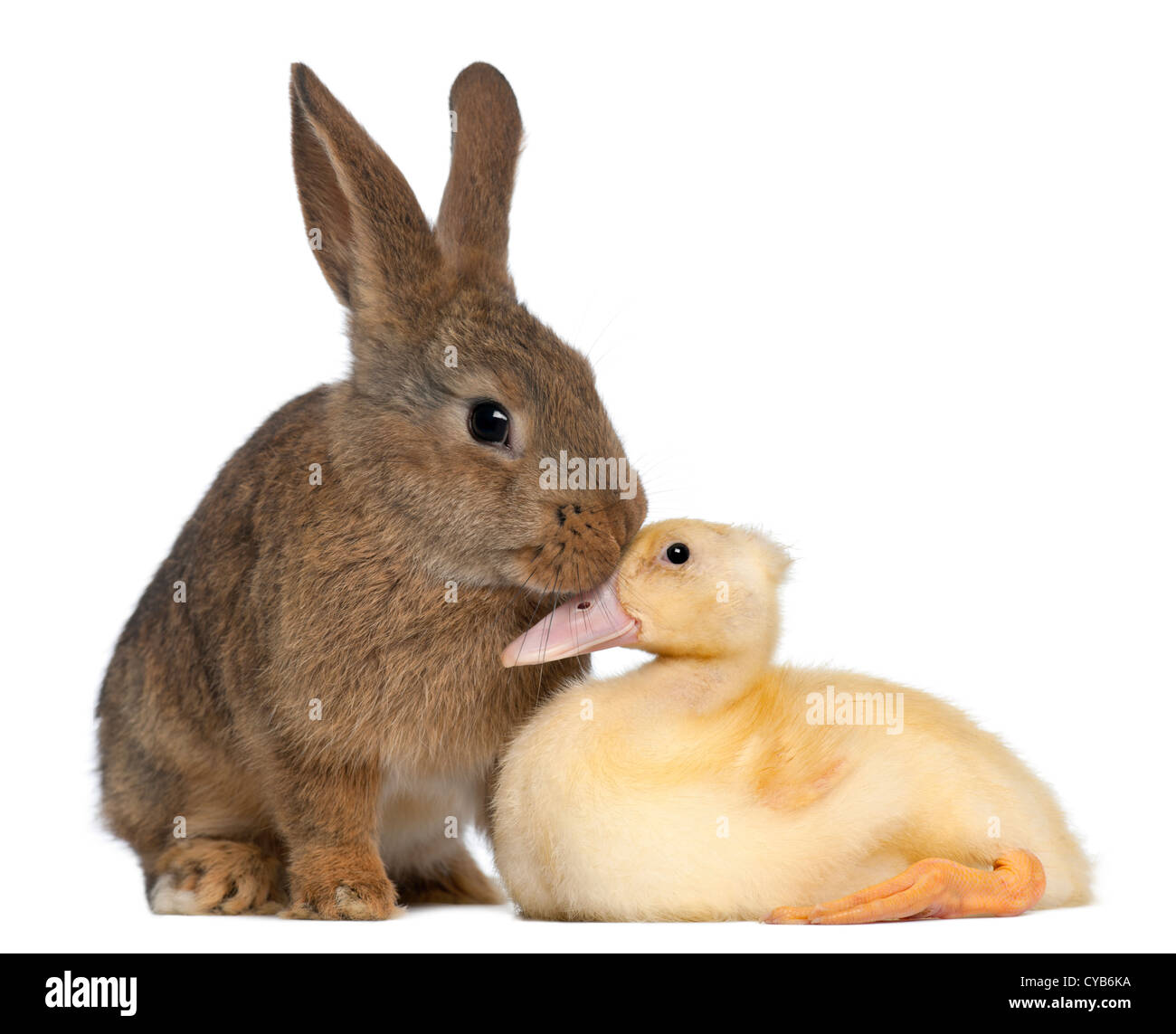 Lo sniffing di coniglio anatroccolo contro uno sfondo bianco Foto Stock