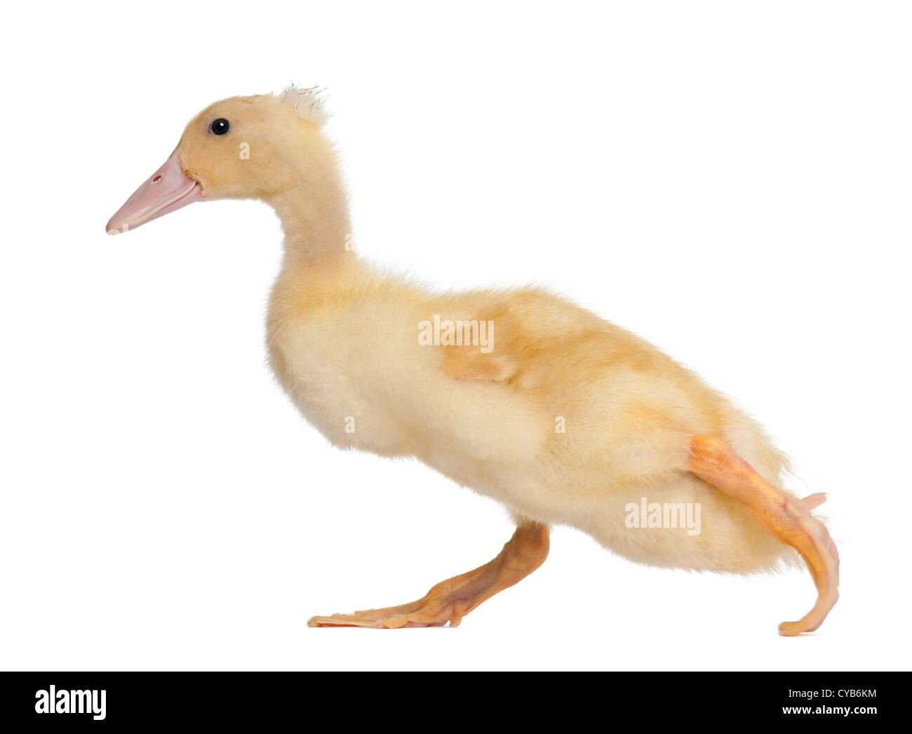 Anatroccolo in esecuzione nella parte anteriore del fondo bianco Foto Stock