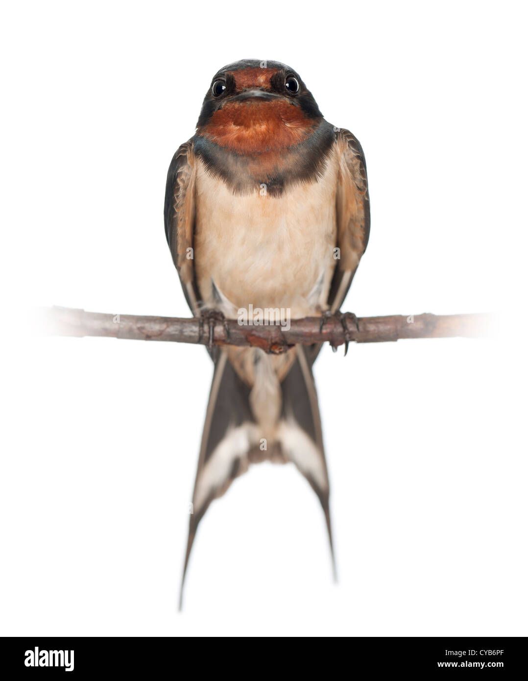 Barn Swallow, Hirundo rustica, appollaiato su un ramo contro uno sfondo bianco Foto Stock