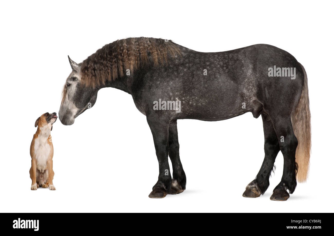 Percheron, 5 anni, una razza di progetto di cavallo, permanente e guardando il cane contro uno sfondo bianco Foto Stock