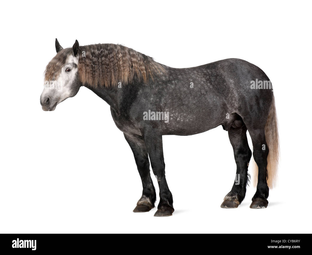 Percheron, 5 anni, una razza di progetto di cavallo, in piedi contro lo sfondo bianco Foto Stock