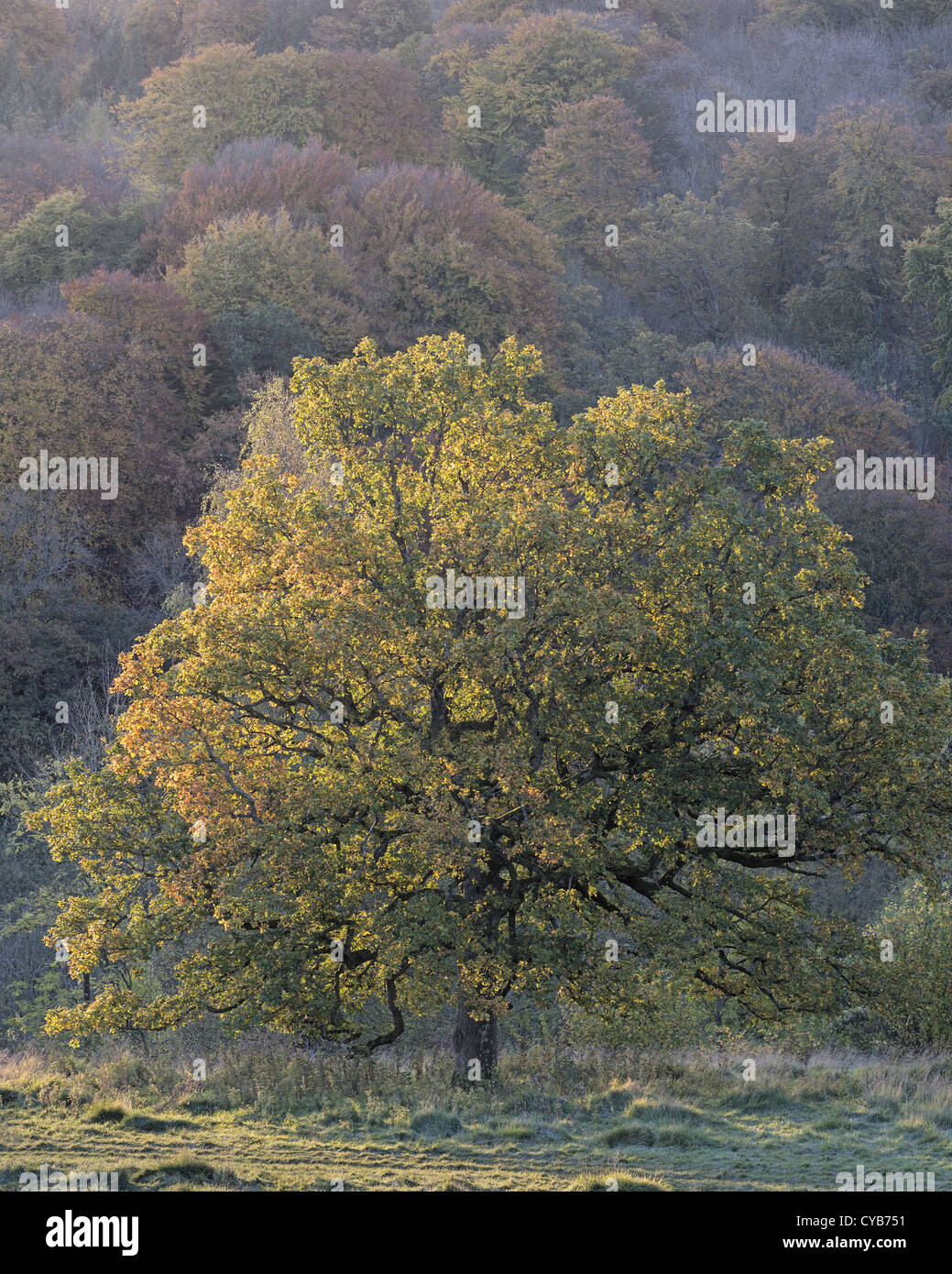 Oak Quercus robur contro il legno di faggio a Daneway, Gloucestershire Foto Stock