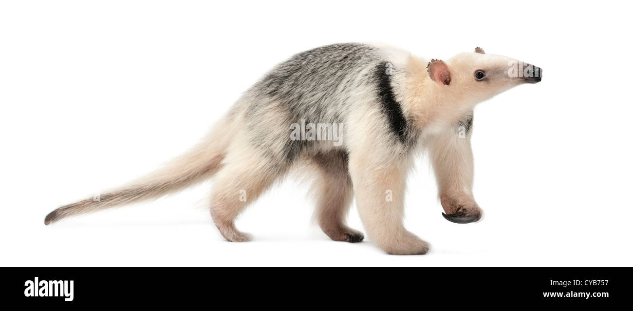 Tamandua, Tamandua tetradactyla, 3 mesi di età, passeggiate contro uno sfondo bianco Foto Stock