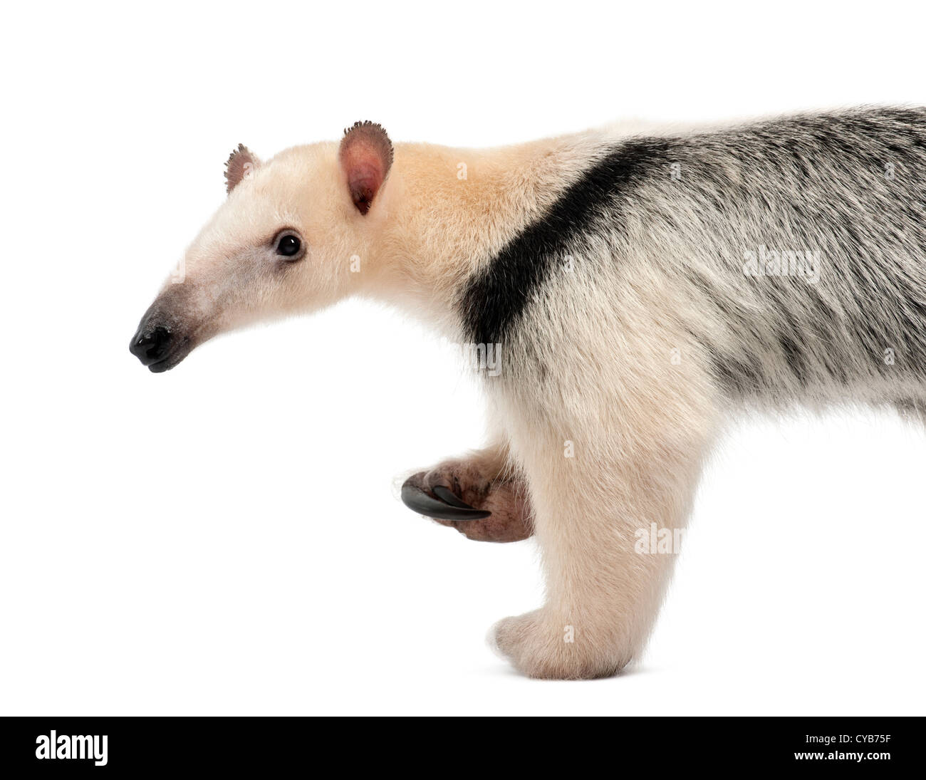 Tamandua, Tamandua tetradactyla, 3 anni, in piedi contro lo sfondo bianco Foto Stock
