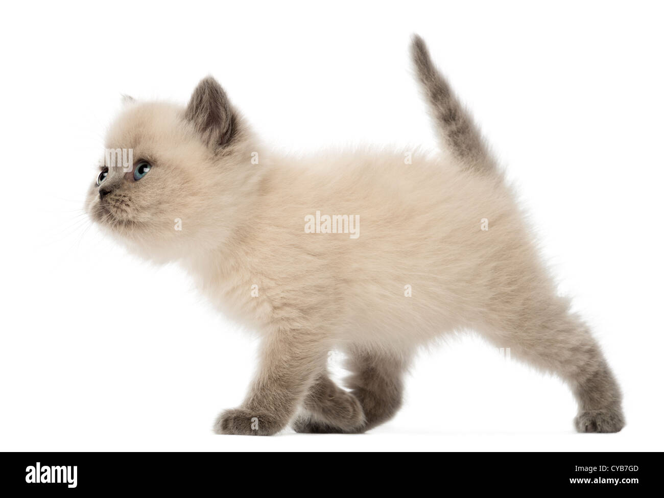 British Shorthair Kitten, 9 settimane, passeggiate contro uno sfondo bianco Foto Stock