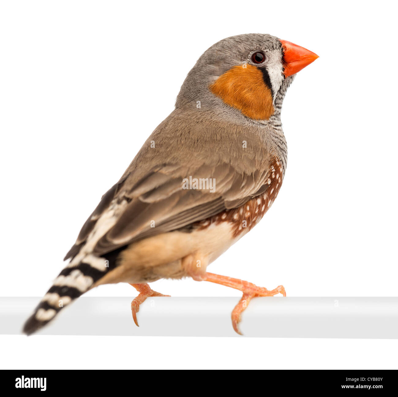 Zebra Finch, Taeniopygia guttata, appollaiate contro uno sfondo bianco Foto Stock