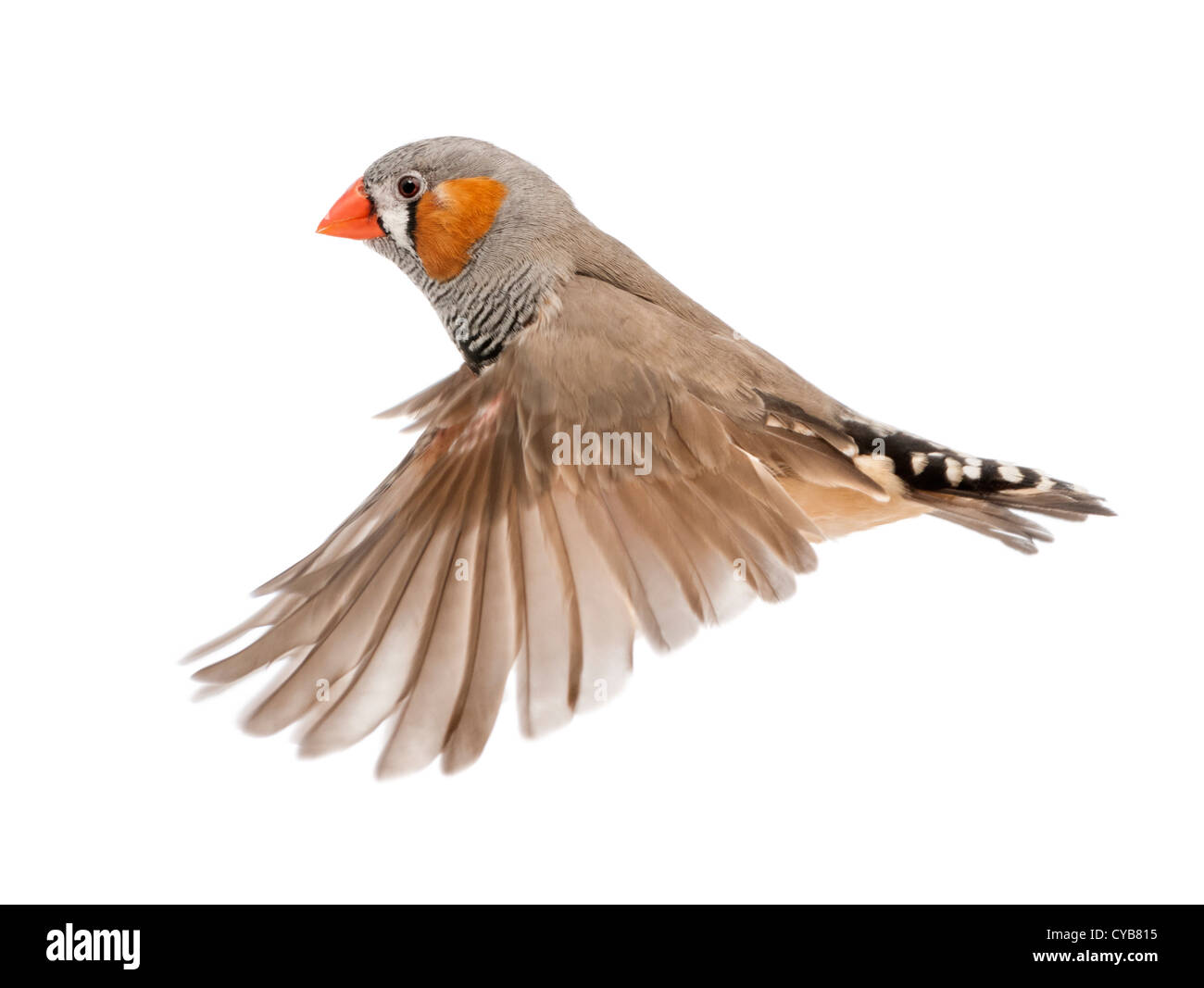 Zebra Finch, Taeniopygia guttata, volare contro uno sfondo bianco Foto Stock