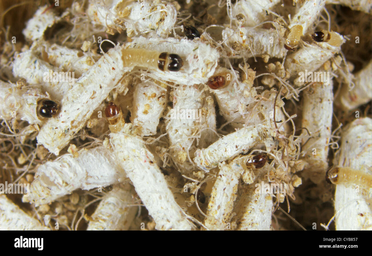 Caso-cuscinetto falena vestiti (tinea pellionella) larva nei casi su tessuto Foto Stock