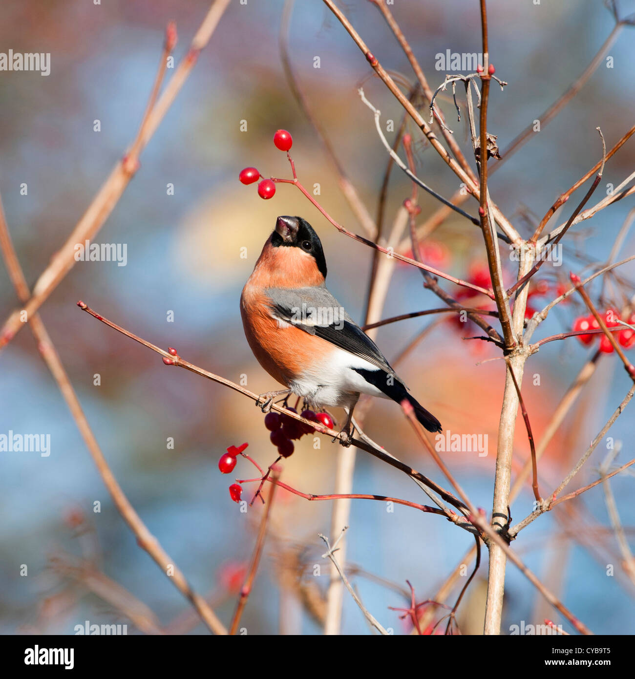 Bullfinch (Pyrrhula pyrrhula) separazione (e mangiare) il seme dalla bacca carnosa del fiorino e rose buckththorn comune. Foto Stock