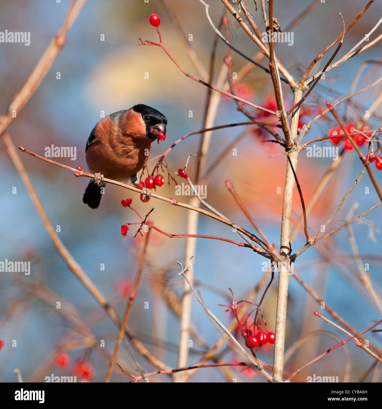 Bullfinch (Pyrrhula pyrrhula) separazione (e mangiare) il seme dalla bacca carnosa del fiorino e rose buckththorn comune. Foto Stock