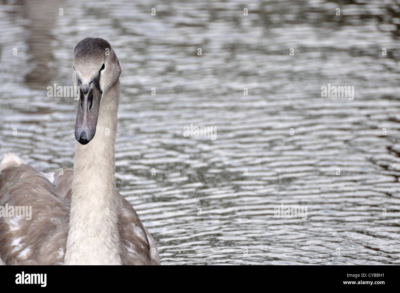 Giovani cygnet swan della testa e del collo per profilo Foto Stock