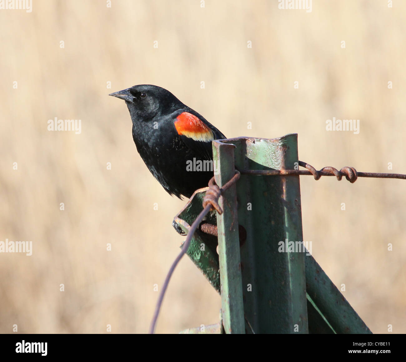 Maschio rosso-winged blackbird territoriali della visualizzazione. Foto Stock