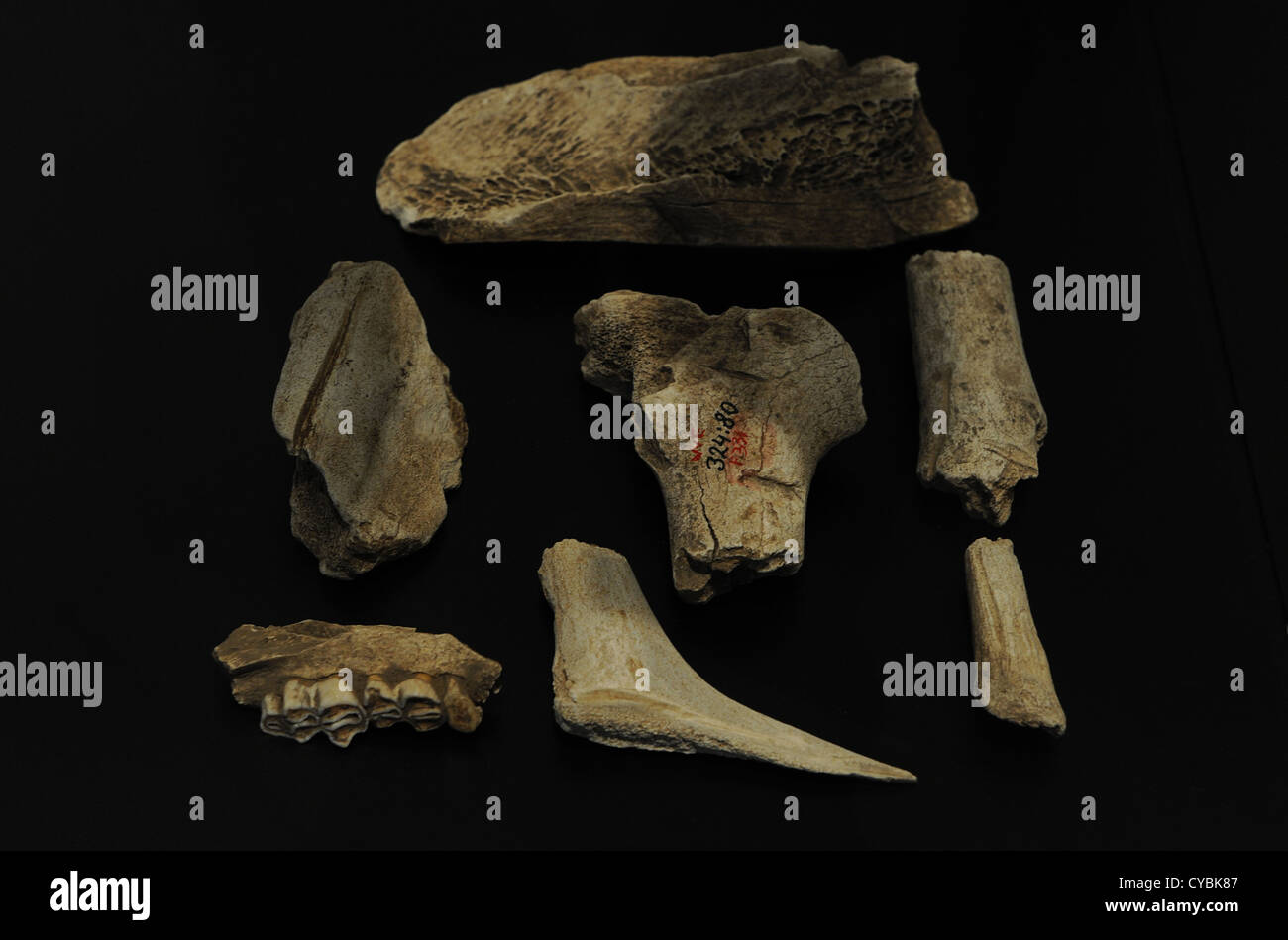 Strumenti di selce e ossa di animali. Eseguite da Homo sapiens (Cro-Magnon). Il Paleolitico superiore. Foto Stock