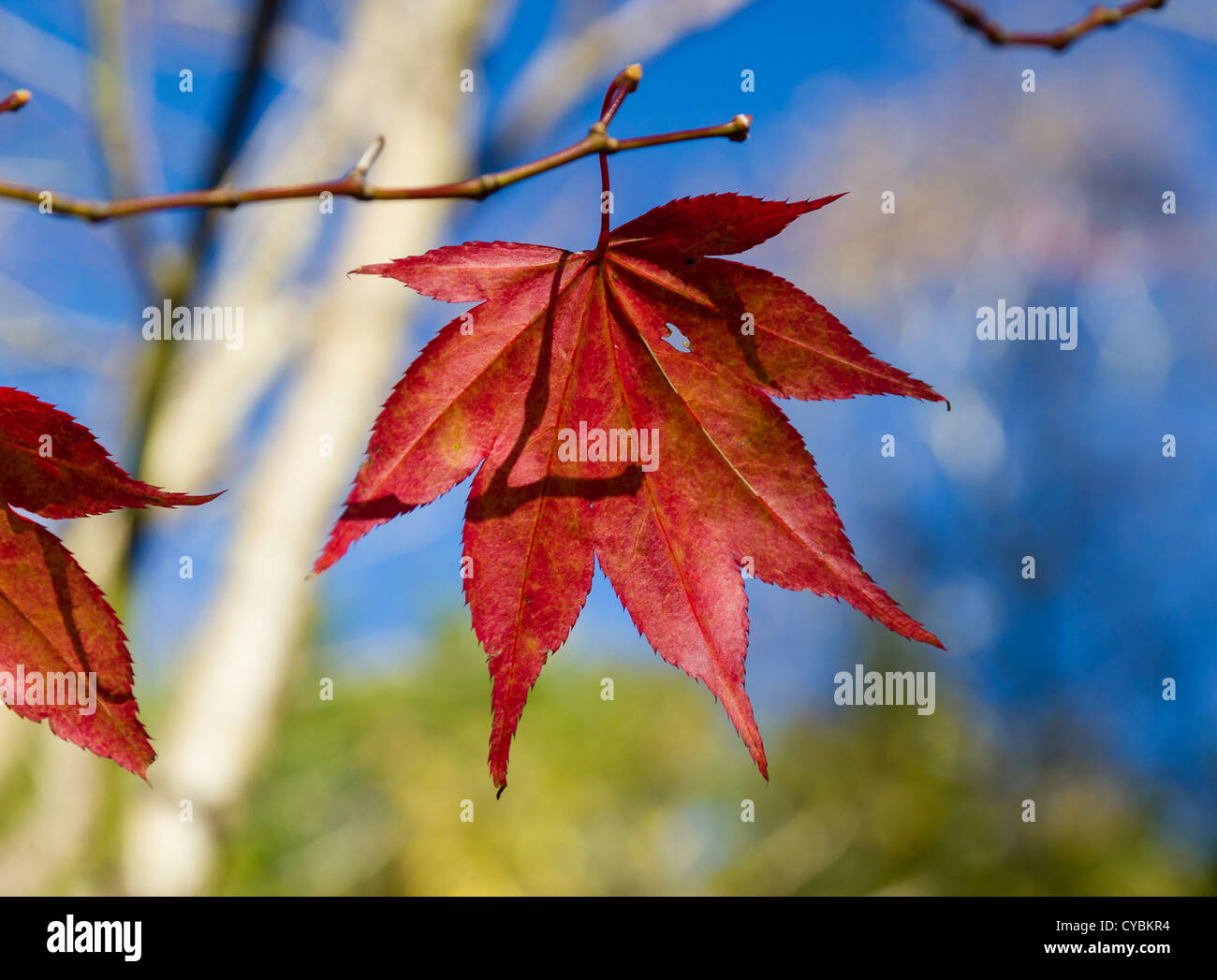 Un singolo red maple leaf rimane su un ramo in autunno con un cielo blu sullo sfondo Foto Stock