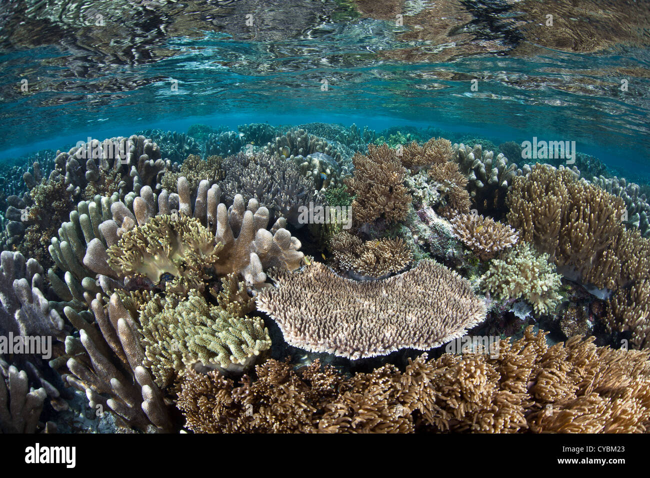 Un insieme eterogeneo di coralli crescono in acque poco profonde in Raja Ampat, Indonesia. Questa regione è nota per la sua alta diversità biologica. Foto Stock