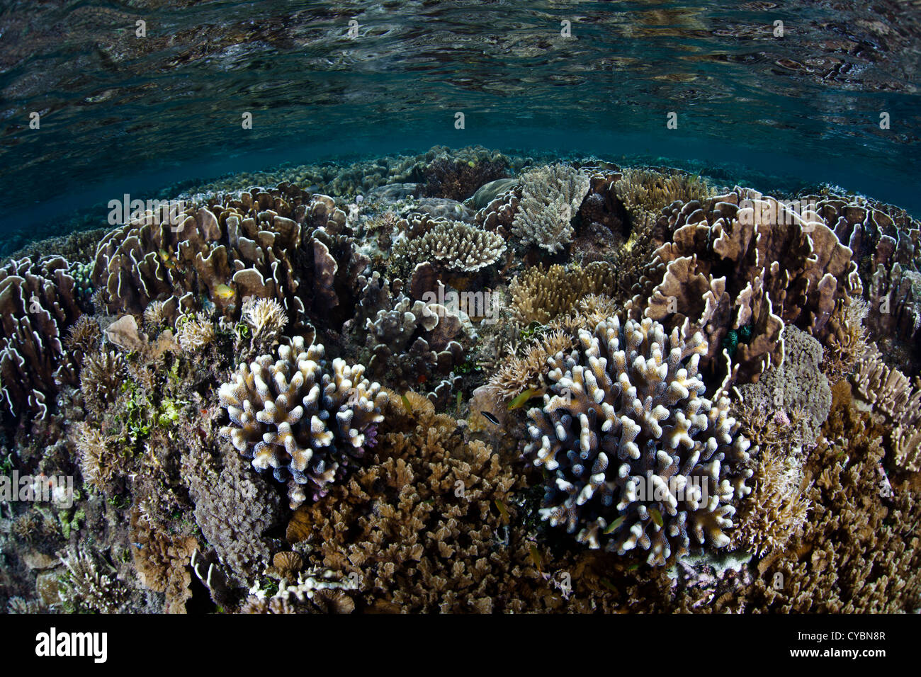 Una variegata Coral reef cresce in acque poco profonde in Raja Ampat, Indonesia. Questa regione è nota per la sua alta diversità biologica. Foto Stock