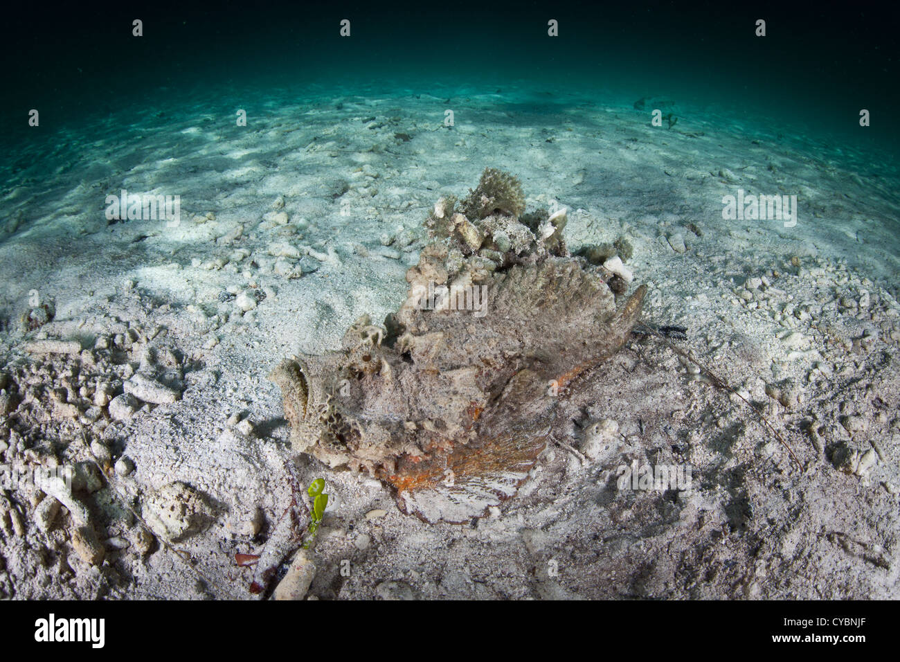 Un orrendo pesci pietra, Synanceia horrida, utilizza la sua forma bizzarra e mucky aspetto a fondersi con la sabbia e macerie su un pendio. Foto Stock