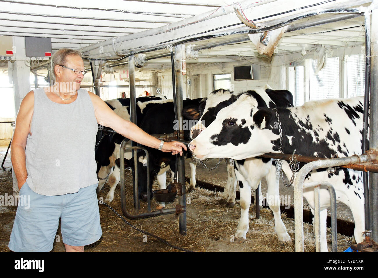 Senior uomo dentro un bar con il bianco e nero holstein vacche da latte Foto Stock