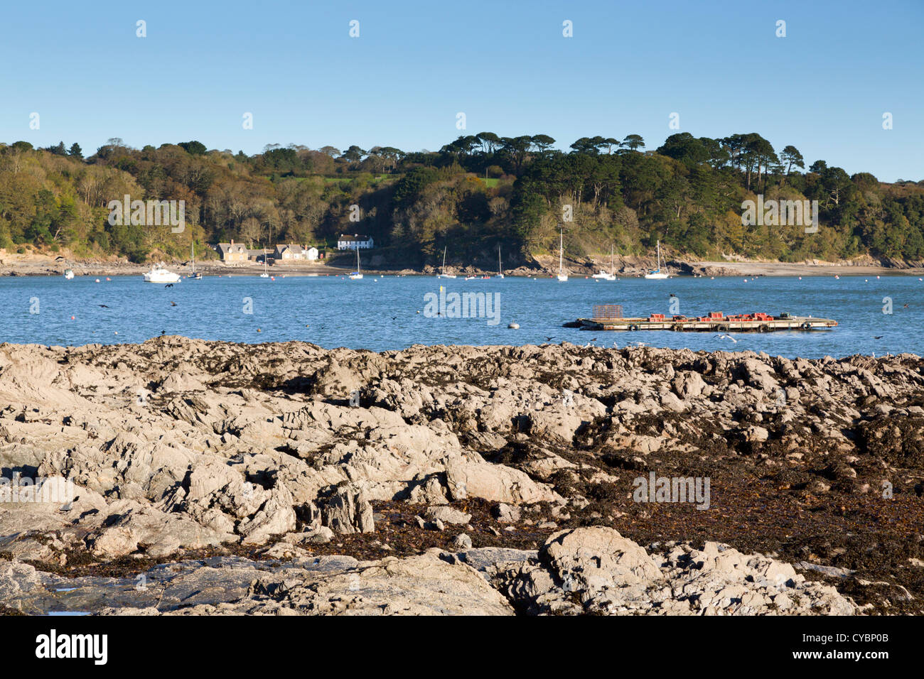 Durgan; dalla sponda opposta del fiume Helford; Cornovaglia; Regno Unito Foto Stock