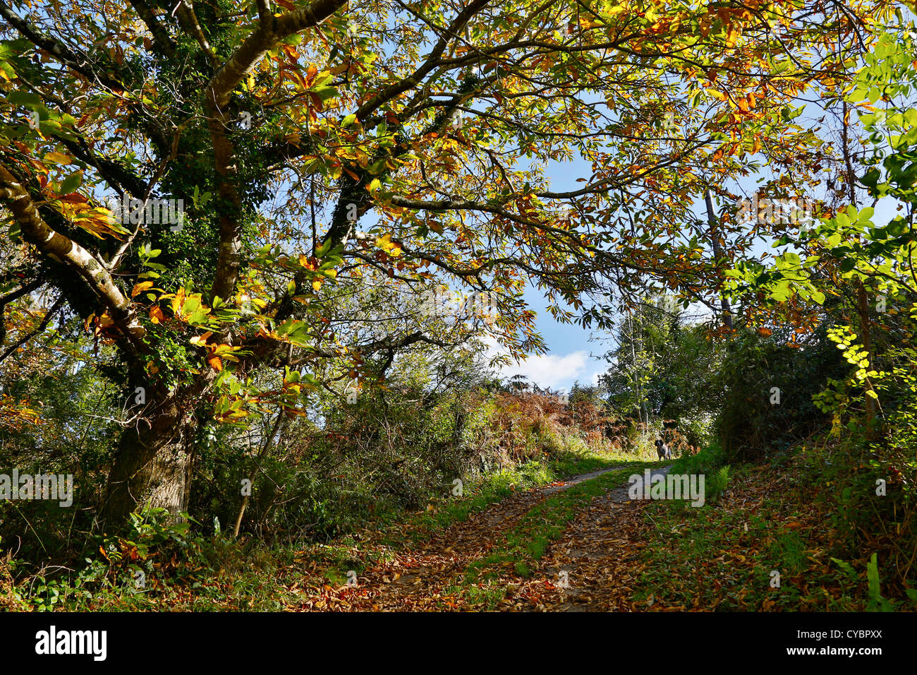 Castagno; Castanea sativa; autunno; Cornovaglia; Regno Unito Foto Stock
