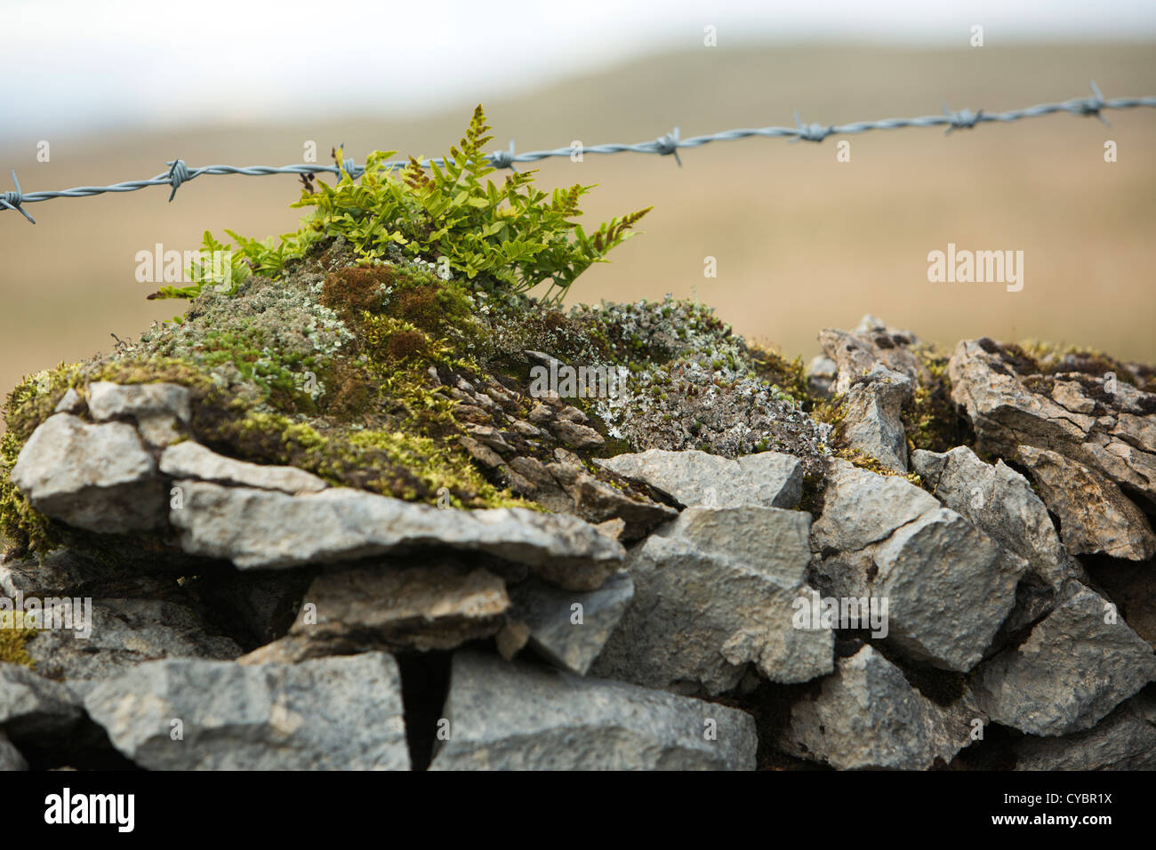 Fern crescere su un muro di pietra calcarea secca, Yorkshire Dales Foto Stock