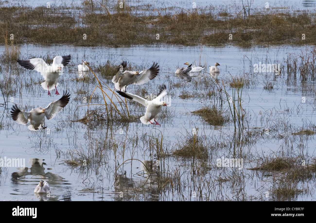 Flying Snow Goose, uccelli migratori Foto Stock