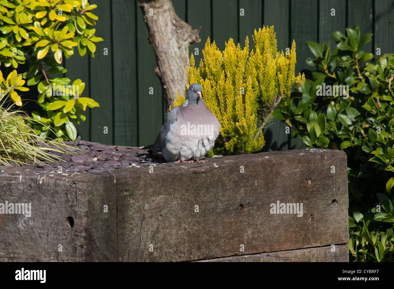 Gmle0410 6865 Columba palumbus colombaccio prendendo il sole Foto Stock