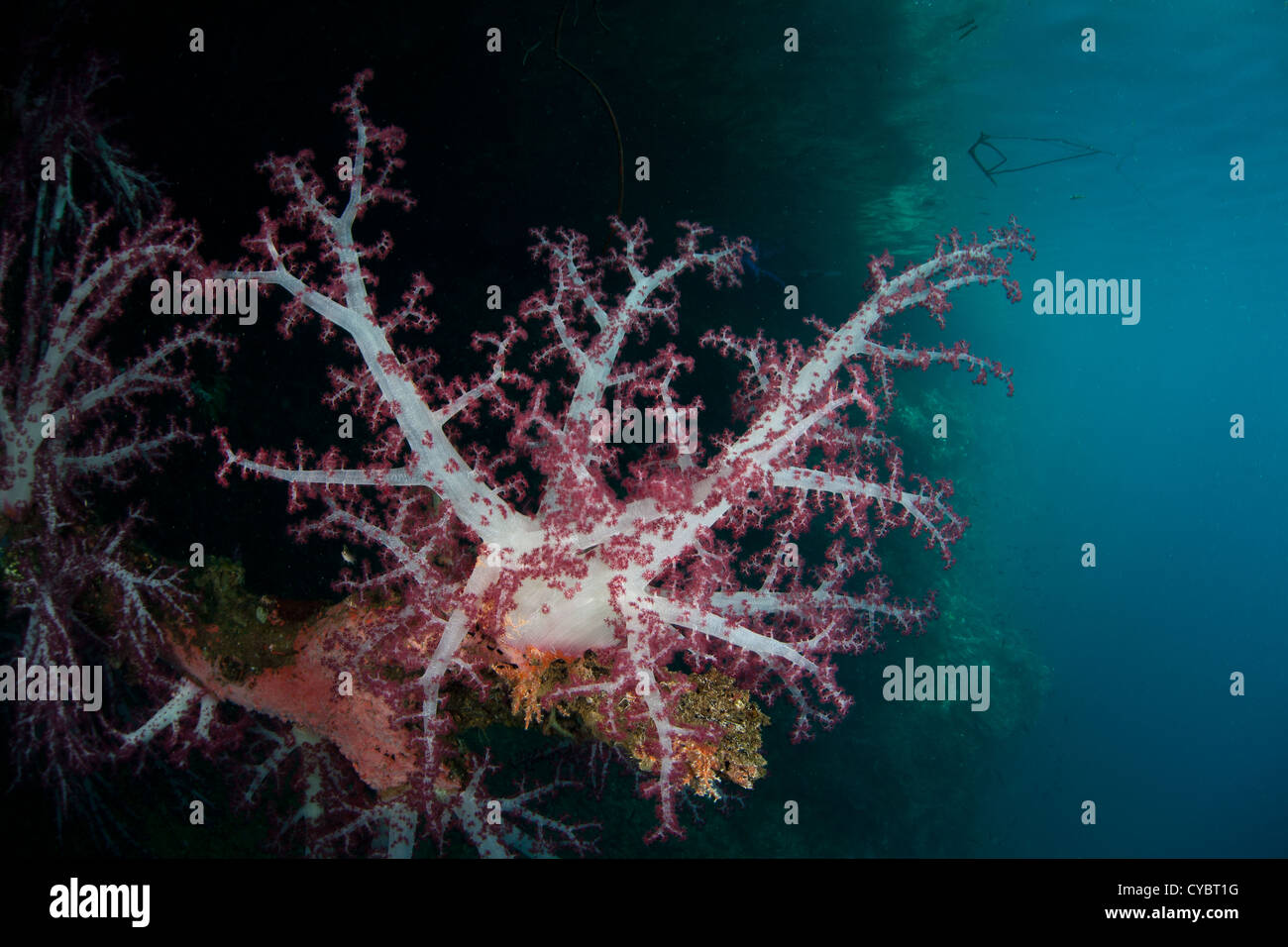 Dendronephthya grandi colonie di corallo molle gonfiare se stessi in modo che i loro polipi sono meglio in grado di catturare il plancton di drifting. Foto Stock